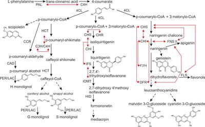 The Phenylpropanoid Case – It Is Transport That Matters